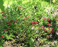 Червена боровинка билка - Vaccinium vitis-idaea L.