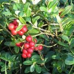 Червена боровинка лечебно растение - Vaccinium vitis-idaea L.