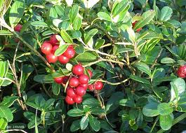 Червена боровинка лечебно растение - Vaccinium vitis-idaea L.