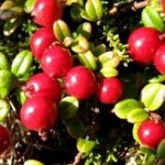 Червена боровинка плод - Vaccinium vitis-idaea L.