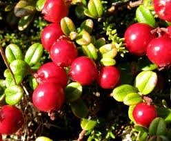Червена боровинка плод - Vaccinium vitis-idaea L.
