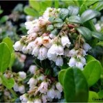 Червена боровинка цвят - Vaccinium vitis-idaea L.