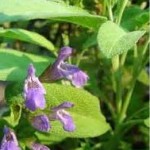 Билка Градински чай - Salvia officinalis