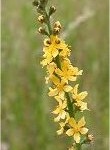 Билка Камшик - Agrimonia eupatoria L.