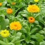 Билка Невен - Calendula Officinalis