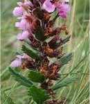 Билка Подъбиче червено - Teucrium chamaedrys L.