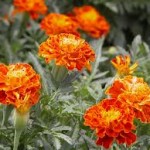 Random image: Билка Турта - Tagetes Erecta L.