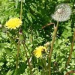 Глухарче билка - Taraxacum officinale