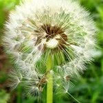 Глухарче плод - Taraxacum officinale