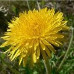 Глухарче цвят - Taraxacum officinale