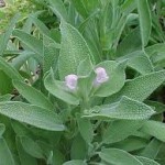 Random image: Градински чай - Salvia officinalis