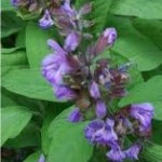 Random image: Градински чай билка - Salvia officinalis