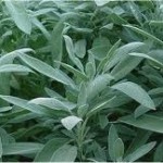 Random image: Градински чай  листа - Salvia officinalis