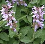 Random image: Градински чай цвят - Salvia officinalis