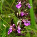 Random image: Здраве от природата Подъбиче червено - Teucrium chamaedrys L.