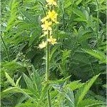 Камшик билка - Agrimonia eupatoria L.