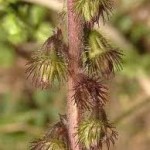 Камшик плод - Agrimonia eupatoria L.