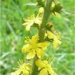 Камшик цвят - Agrimonia eupatoria L.