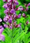 Лечебно растение Градински чай - Salvia officinalis