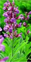 Лечебно растение Градински чай - Salvia officinalis