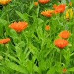 Random image: Лечебно растение Невен - Calendula Officinalis