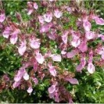 Лечебно растение Подъбиче червено - Teucrium chamaedrys L.