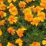 Лечебно растение Турта - Tagetes Erecta L.