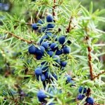 Лечебно растение Хвойна синя - Juniperus Communis L.