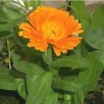 Невен листа - Calendula Officinalis