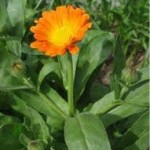 Невен стрък - Calendula Officinalis