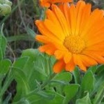 Невен цвят - Calendula Officinalis