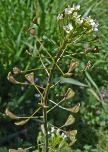 Овчарска торбичка - Capsella Bursa Pastoris