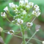 Random image: Овчарска торбичка цвят - Capsella Bursa Pastoris