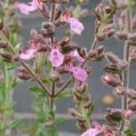 Random image: Подъбиче червено стрък - Teucrium chamaedrys L.