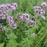 Риган билка - Origanum vulgare L.