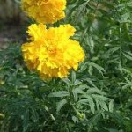 Random image: Стрък Турта - Tagetes Erecta L.