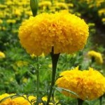 Random image: Турта билка - Tagetes Erecta L.