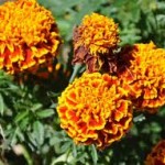 Random image: Турта цвят - Tagetes Erecta L.