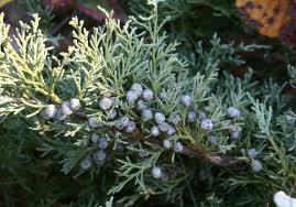 Хвойна синя - Juniperus Communis L.
