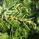 Хвойна синя листа - Juniperus Communis L.
