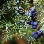 Хвойна синя плод - Juniperus Communis L.