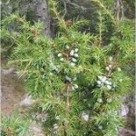 Храст Хвойна синя - Juniperus Communis L.