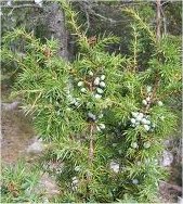 Храст Хвойна синя - Juniperus Communis L.