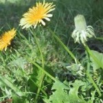 билка Глухарче - Taraxacum officinale