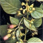 Беладона лечебно растение - Atropa belladonna