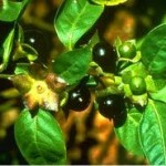 Беладона плод - Atropa belladonna