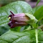 Беладона цвят- Atropa belladonna