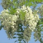 Random image: Билка Бяла акация - Robinia Pseudoacacia L.