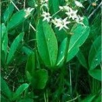 Random image: Билка Водна детелина – Menyanthes trifoliata L.