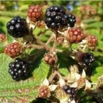 Билка Къпина - Rubus fruticosus L.